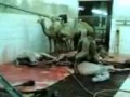 Chopping Off Camels Heads images Chopping Off Camels Heads