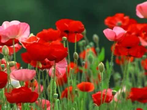 Udit Narrayan Vs Kumar Sanu.....Top Hits Songs 90s