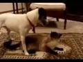 Cat And Dog images Cat And Dog