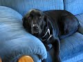 Cute black lab talking