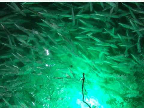 Squid Fishing Scooping Squid Off The Coast Of San Diego A Full Float On The Squid Using The Hydro Glow Led Light