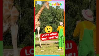 Those Giraffes Are So Cute And Tall! 😍 | Kidibli #Shorts