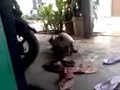 Bokep anak utan panjang kemayoran yg malu2 kucing.