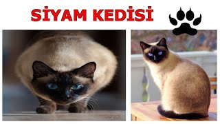 Siyam Kedisi Ve Özellikleri