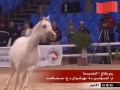 حصان