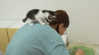 A Curious Kitten Wants To See Everything From A High Place