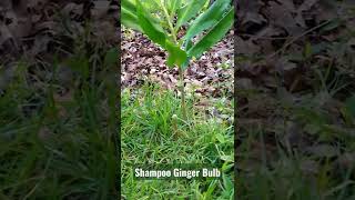 Watch Ginger Bulb video
