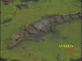 Video de Ayrton pesca - programa de pesca - pirarucu(pesca sem anzol) - veja mais! www.videospesca.com.br
