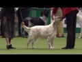 Group Judging | Gundog | Crufts 2014