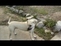 Black Mouth Cur Puppies Playing