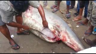 Masthigudi fish
