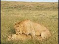 Aslanların Çiftleşmesi Afrika Aslanları