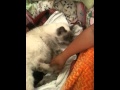 OMG! Newborn kittens nursing on mamma. How cute! A cat has a litter of kittens. Awesome footage