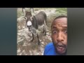 Singing donkey goes viral