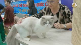 Wcf International Cat Show 2022 - Ha Noi, Viet Nam - Trải Nghiệm Đi Xem Cat Show Tại Hà Nội