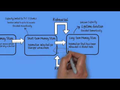 multistore model Atkinson and shiffrin (1968) developed the multi-store model of memory (msm), which describes flow between three permanent storage systems of memory:. multistore model Atkinson and shiffrin (1968) developed the multi-store model of memory (msm), which describes flow between three permanent storage systems of memory:.