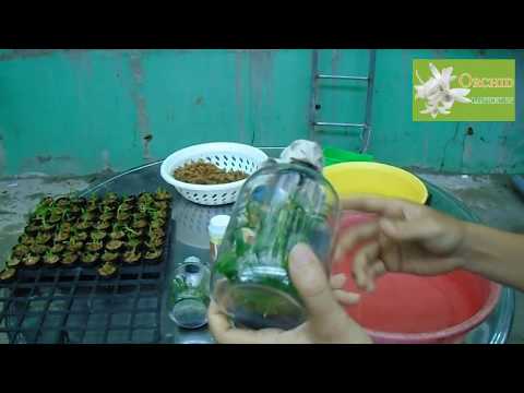 Quy Trình Nuôi Trồng Phong Lan Từ Chai Mô