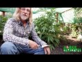 Guano (bat poop) Fertlizing And Watering Cannabis Plants with Jorge Cervantes