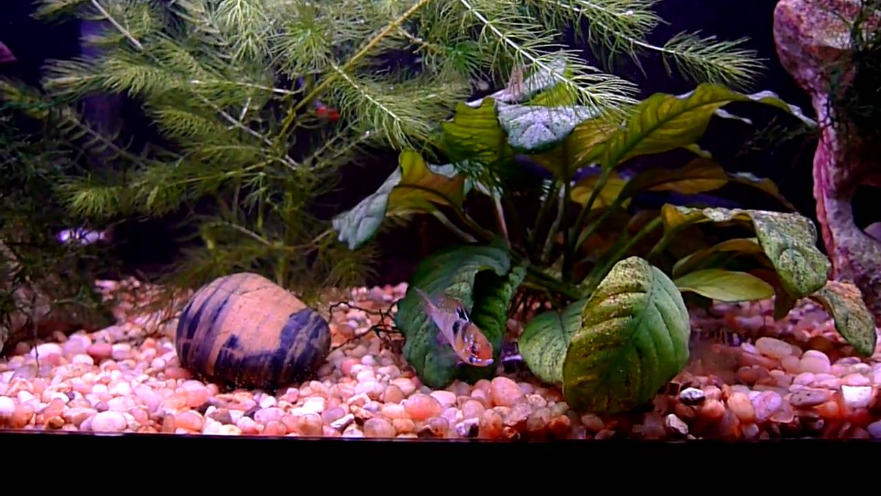 fish tank deutsch fish tank deutsch