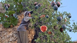 Göçebe Yaşn Zorlukları Tehlikeli Uçurumlardan Incir Hasadına