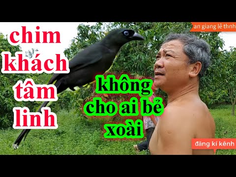phát hiện chim biêt nói tiếng người chim tâm linh ở vùng 7 núi an giang