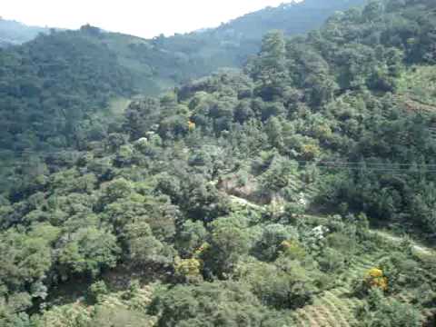 Antigua Canopy Tours