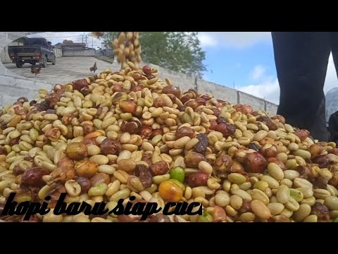 jemur kopi gabah basah...
