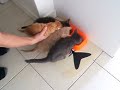 kitten