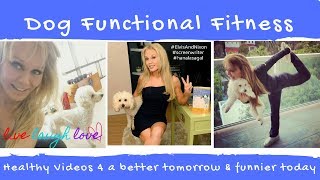 Celebrating 10 Years of Dog Functional