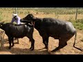 यह झोटी हाइट में बहुत छोटी || Jhoti Bhaians Mating First Time Video || Buffalo Mating Bull