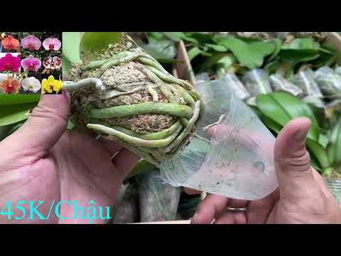 Bán Lan Hồ Điệp Đại Giống Giá Rẻ 15/7! LH Zalo 0902889523