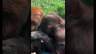Orangutans Being Playful.