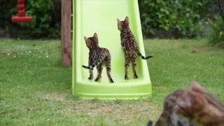 Bengal kittens on slide