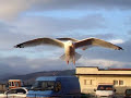 Chris Rea ... Seabird