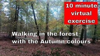 Short Virtual Walk for exercising - 10 minutes through the forest with the Autumn leaves