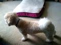 Secret Underground Dog Fighting Ring images Secret Underground Dog Fighting Ring