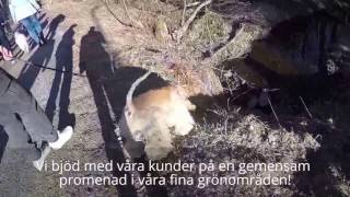 AMNIS HUNDHUS DAGISKVÄLL 2017