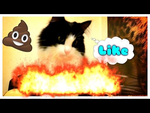 Эпик видео!0/--/Мой Кот... Эпик видео!0/--/Мой Кот...