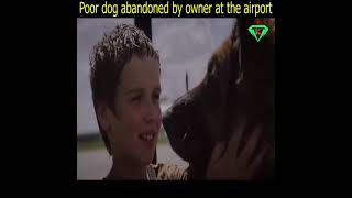 Heart touching story, Movie A dog named palma please don't abandoned dogs, they 
