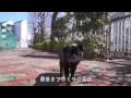 iora／君と歩いた散歩道（ミュージックビデオ集『¡Buen viaje!』）