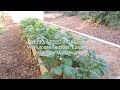 gardening