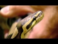 Six snakes seized by Animal Control in Beaumont