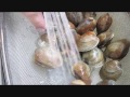 Steamed Clams - Cooking Live Littleneck Clams to perfection in 10 minutes