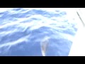 travesia baleares delfines
