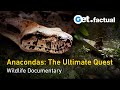 Anaconda Wanted - The Untold Story | Full Documentary