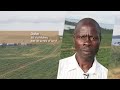 Palm oil plantations in Uganda