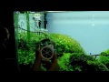 Chihiros Doctor Nano 2 Setup Test In Depth Review Inhibit images Chihiros Doctor Nano 2 Setup Test In Depth Review Inhibit