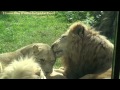 Philadelphia Zoo Lions Nuzzling