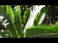 αγριομάρουλο - LACTUCA VIROSA