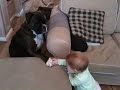 Baby checking out boxers paw